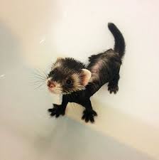 I was trying to breastfeed her when the nurse took her from my arms, telling me that the baby had to be bathed before i was. First Bath Funny Ferrets Baby Ferrets Pet Ferret