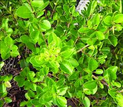 Image result for Volkameria