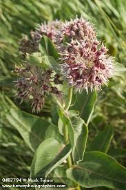 Asclepias Speciosa Native To The Northwest For The Butterflies Asclepias Wild Flowers Milkweed