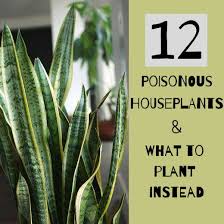 12 Poisonous Houseplants Their Health Effects And Safe Alternatives Safe House Plants Poisonous House Plants Plants