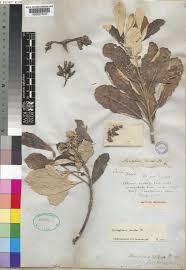 Image result for Brachylaena huillensis