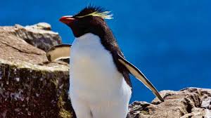 2.5 kg (m), 2.4 kg (f) nest type: Rockhopper Penguin I Eudyptes Chrysocome I