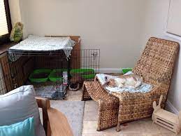 Indoor Bunny Room Ahutchisnotenough Bunny Room Indoor Rabbit House Indoor Rabbit