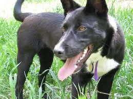 Border collie puppies grow to be very intelligent & energetic with strong herding instincts. Border Collie Puppy Up For Adoption Colorado