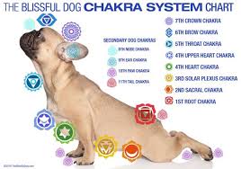 Learn About Your Pets Chakras By Miss Blaze