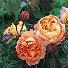 Flowers appear from summer to early. Rosen Online Kaufen Lady Emma Hamilton Rosenpark Draeger De