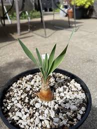 Image result for Boophone disticha