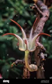 Image result for Ceropegia incana