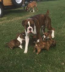 Welcome to boxers of the triad located near greensboro north carolina. Litter Of 8 Boxer Puppies For Sale In Summerfield Nc Adn 18328 On Puppyfinder Com Gender Male S And F Boxer Puppies Puppies For Sale Boxer Puppies For Sale