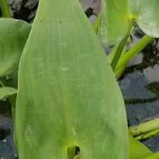 Image result for Pontederiaceae