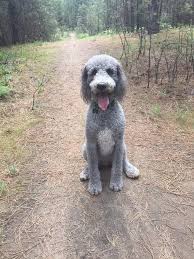 See puppy photos, health info & reviews. Silver Stnd Ud Male 2 From Gandolf Fantasia Standard Poodle Puppies Pets