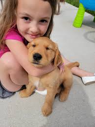 update### Now reunited with her family ❤️ Found beautiful white retriever  .. in coaltown of Wemyss about 40 mins ago so just before 9am 15/09/2023  Contact me is she's your or contact this page