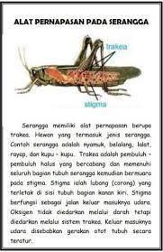 Alat Pernafasan Pada Serangga Berupa Trakea Yg Dibantu Oleh Tolong Ya Kak Brainly Co Id
