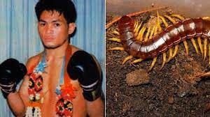 Digigit kelabang, apa saja gejalanya? Digigit Kelabang Raksasa Akhir Hidup Mantan Juara Muay Thai Tragis Sempat Koma Kini Meninggal Tribunnewsmaker Com