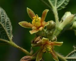 Image result for Malvaceae subfamily Grewioideae