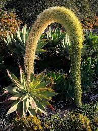 Image result for Agave