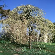Image result for venturia saliciperda willow tree