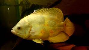 Ikan oscar juga menyukai variasi makanan, jadi tidak monoton. Mengenal Ikan Hias Oscar Albino My Blog