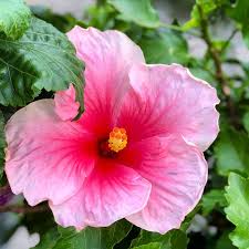 Riesenhibiskus Hibiskus Garten Hibiscus Flowers Garden Gartenliebe Nature Blumen Sommer Flower Riesenhibiskus Gartenliebe Riesen Hibiskus Hibiskus