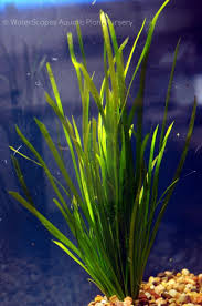 Image result for Vallisneria spiralis