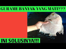 Pin Di Ikan