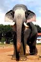 Puthuppally Kesavan at Pothen Varghese in India - Elephant ...