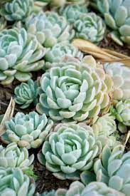 Water—either too much or not enough—is the hardest thing to get right and the most common reason cacti fail to thrive (or survive), but sweeping generalizations about how much and how often to water won't help you, since every type of cactus. Echeveria Wikipedia