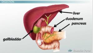 Composition of gallbladder bile composition of gallbladder bile. The Gallbladder Liver Function Role In Digestion Video Lesson Transcript Study Com