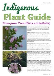 Your pom pom trees are probably a pine variety, most likely scotch pine. Wild World Books Organics Africa 4 Nov Dec 2018 Page 10 11 Created With Publitas Com
