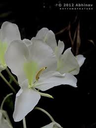Kalyanasougandhikam White Ginger Lily Hedychium Coronarium Flower Aka Kalayanasougandhikam The Flower Is K White Flowering Plants Flowers Charming Garden