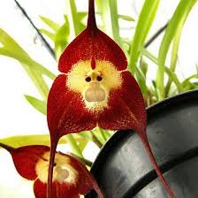 Orchids rare unique beautiful flowers images. Top 25 Beautiful Orchid Flowers