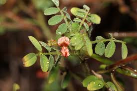Image result for Indigofera colutea