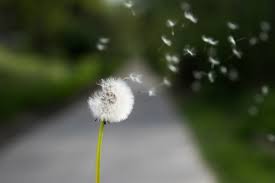 A Rushing Mighty Wind - A Devotional By David Guzik | Enduring Word