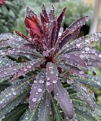 Image result for Euphorbia serratifolia