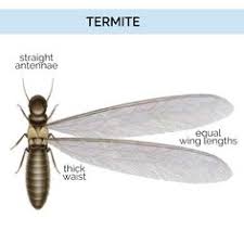 Crazy frog crazy frog in the house (radio edit 2014). 110 Termites Ideas Termites Termite Control Termite Treatment