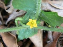 Image result for Corallocarpus schimperi