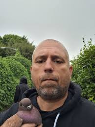 what to do with a found domestic pigeon?