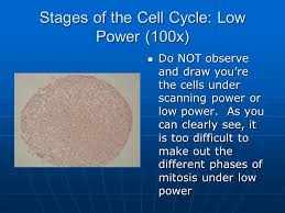 Animal cell under microscope 100x. The Cell Cycle Interphase Mitosis And Cytokinesis Animal Cell Ppt Download