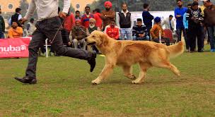 Their list of accomplishments speaks for itself in regards to quality. All Breed Championship Dog Show In Patiala Dogexpress