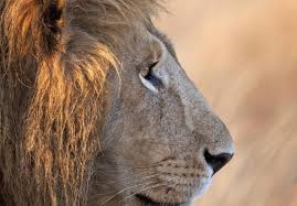 Males are unique among the cat species for their thick mane of brown or black hair encircling their head and neck. African Lion Wwf