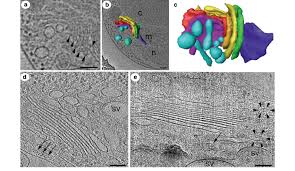 Check spelling or type a new query. Cryo Tomograms Of Golgi Apparatus In Unicellular Organisms A C Golgi Download Scientific Diagram