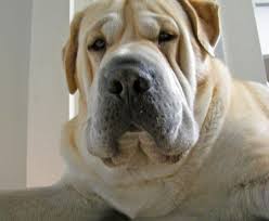 Lab Shar Pei Mix Puppies For Sale Shar Pei Mix Lab Mix Puppies Puppies For Sale