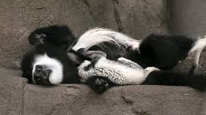 We will definitely be going back soon!! Ohio S Exotic Animal Laws Can You Own A Monkey Yes But It Depends