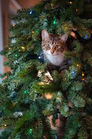Keep your christmas tree stable. How To Keep Your Cat Out Of The Christmas Tree Encyclopaedia Felidae
