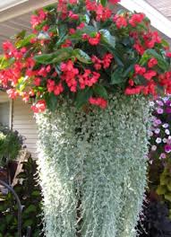 Image result for Begonia