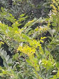 Image result for Cladostemon kirkii