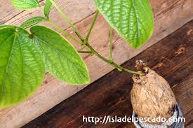 Image result for Dolichos kilimandscharicus