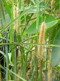 Image result for Cenchrus polystachios