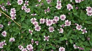 Image result for Lippia oatesii