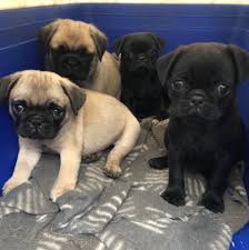 Profile for Pug Puppies from The Pug Palace Melbourne Australia